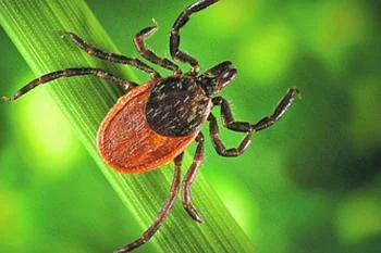 Внимание! Клещевые инфекции! Внимание! Клещевые инфекции!